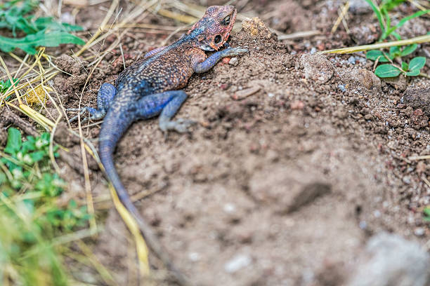istock East African Rainbow Female Lizzard 495756938
