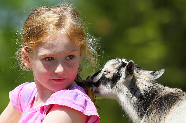istock Girl and Baby Goats 495757139