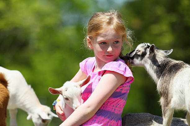 istock Girl and Baby Goats 495757143