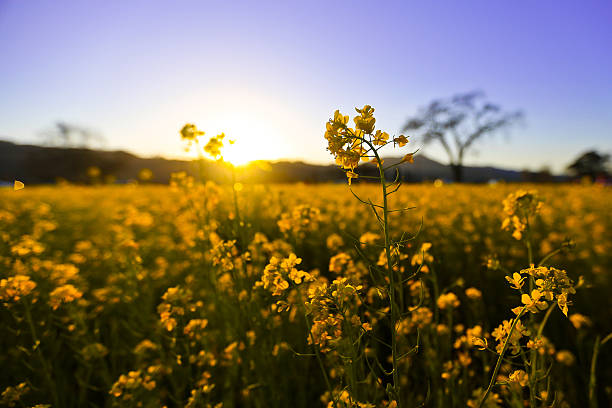 flores - vineyard napa valley agriculture sunset - fotografias e filmes do acervo