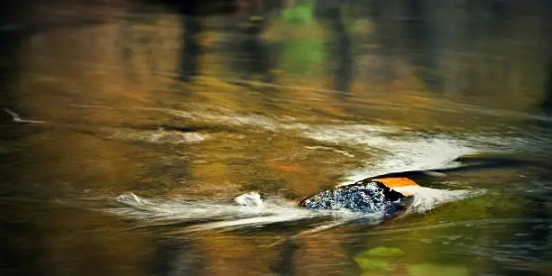Photo of Forest river
