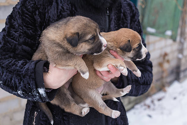 istock puppy in her arms 495757668