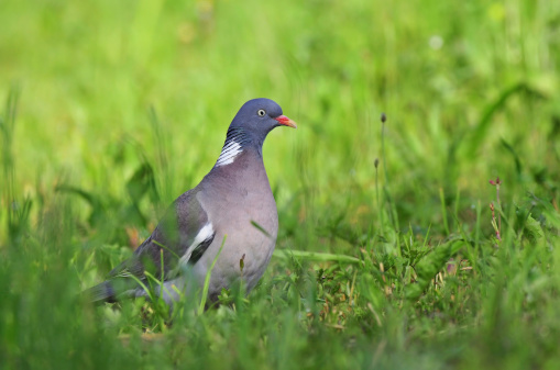 Photo of common wood pigeon standing in a grass