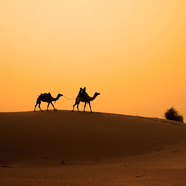 istock Camels walking across the sand dune 495757731