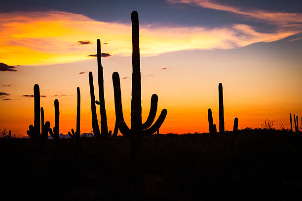 istock Saguaro National Park at Sunset, USA 495757895
