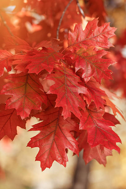 carvalho vermelho folhas - leaf autumn falling tree imagens e fotografias de stock