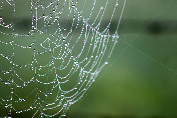 ragno rete - spider web natural pattern dew drop foto e immagini stock