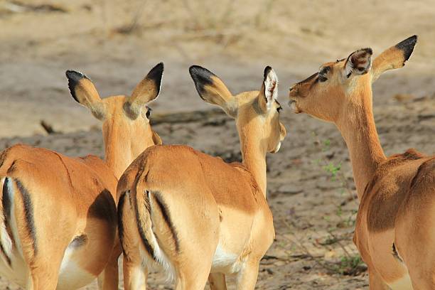 Impala mãe-Sussurros de vida selvagem africana - foto de acervo