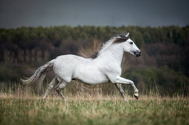 istock free andalusian horse in spring field 495758532
