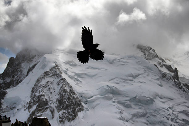 istock Alpine Chough (Pyrrhocorax graculus) also known as Yellow-billed 495759126