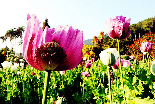 opio - poppy flower opium poppy formal garden stock-fotos und bilder