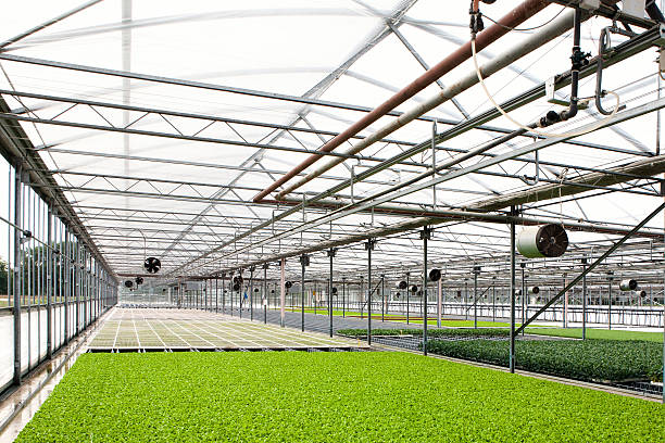istock greenhouse agriculture 495759221