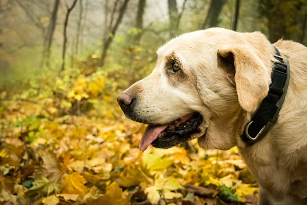 istock Old yellow Labrador Retriever in autumn 495759246