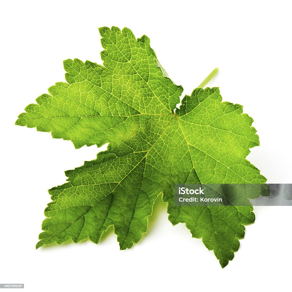 Currant leaf isolated on white background Agriculture Stock Photo