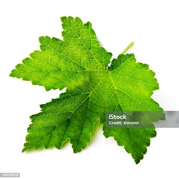 Currant Leaf Isolated On White Background Stock Photo - Download Image Now - Agriculture, Botany, Clean