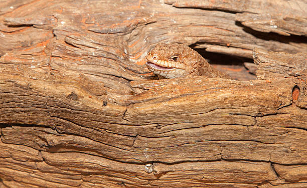 gidgee スキンクリザード - lizard landscape desert australia ストックフォトと画像