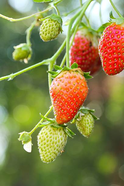 istock Strawberris growing on a plant 495760154