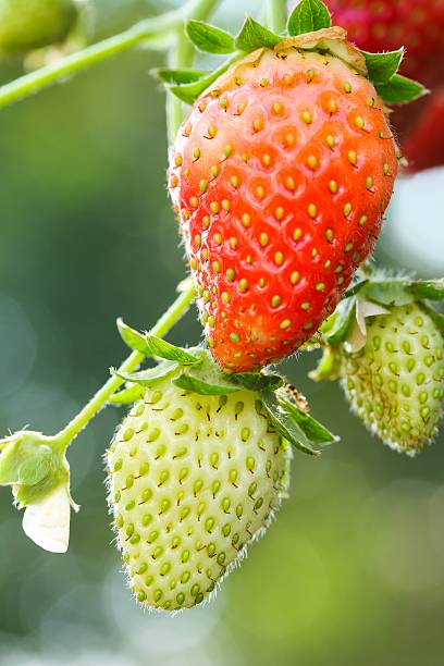 istock Strawberris growing on a plant 495760162