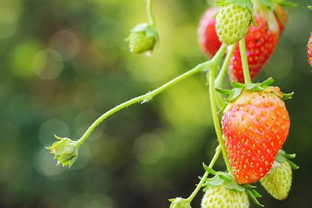 istock Strawberris growing on a plant 495760176