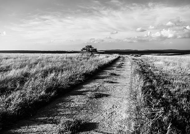 istock Country road in summer evening 495760798