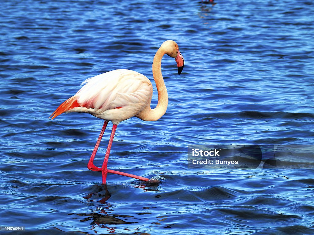 Rosa Flamencos la camarga National Park, Francia - Foto de stock de Agricultura libre de derechos