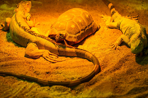 Exotic reptiles in a terrarium