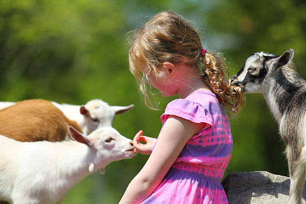 Girl and Baby Goats Seven-Year girl and baby goats. petting zoo stock pictures, royalty-free photos & images
