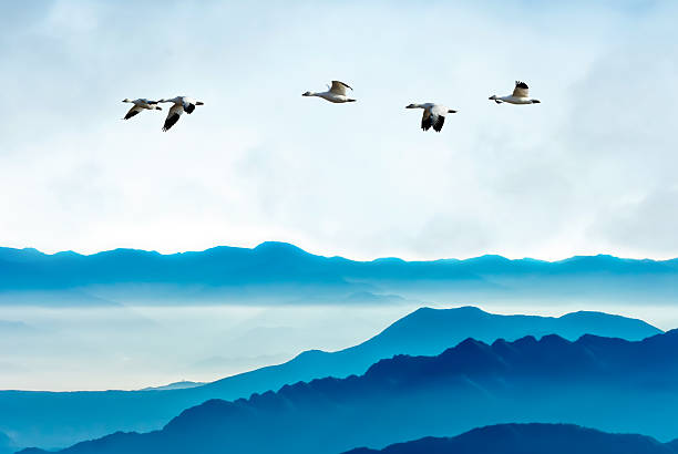 istock Geese flying against blue sky background 495762140