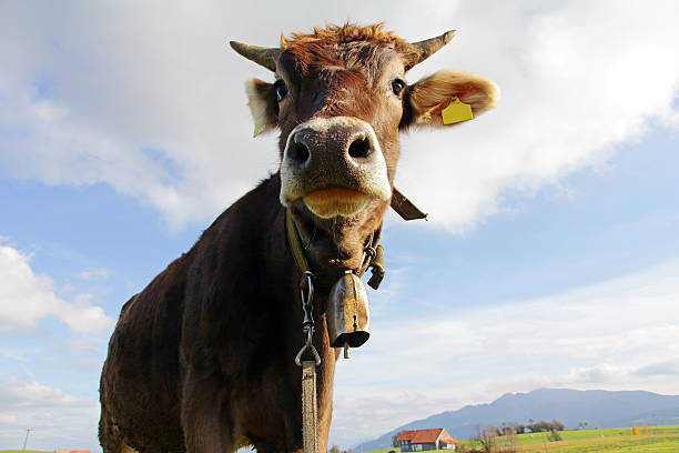 istock Young Brown cattle with horns and cowbells 495762610
