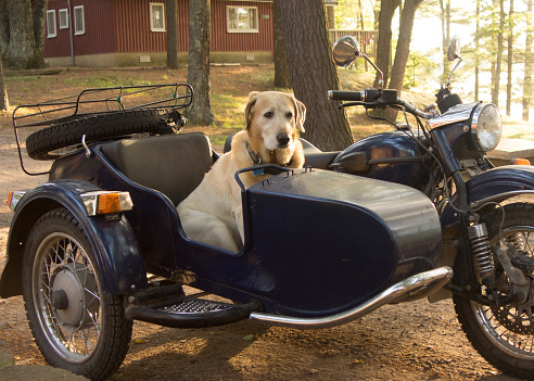 Dog riding a motorcycle