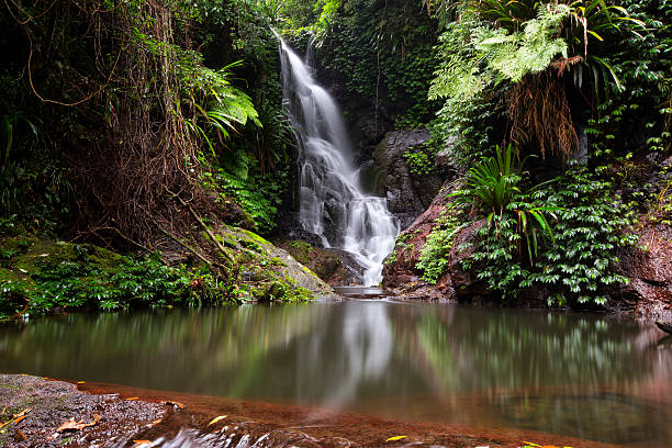 wasserfall elabana falls - tropical rainforest waterfall rainforest australia stock-fotos und bilder