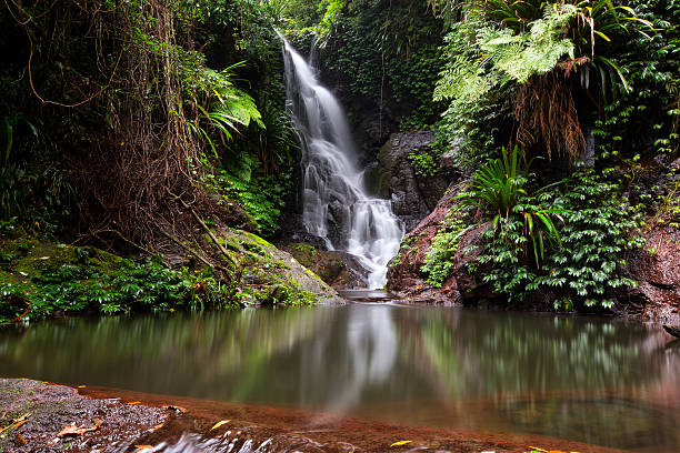 водопад елабана - tropical rainforest waterfall rainforest australia стоковые фото и изображения