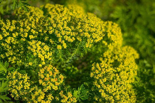 istock In the garden on a sunny day. 495763219