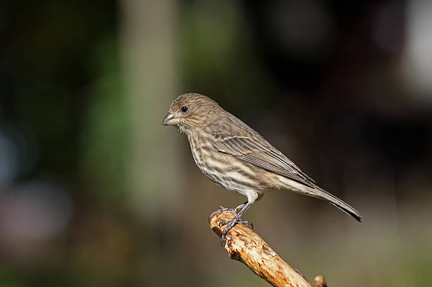 istock House Finch on Branch 495763364