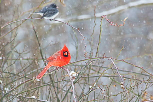 Male Cardinal and Junco sitting perched in a snow storm.