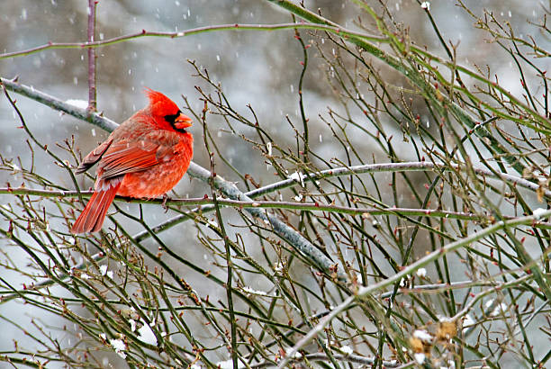 Male Cardinal perched on a bush in the snow.