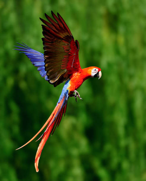 istock red scarlet macaw in flight 495763856