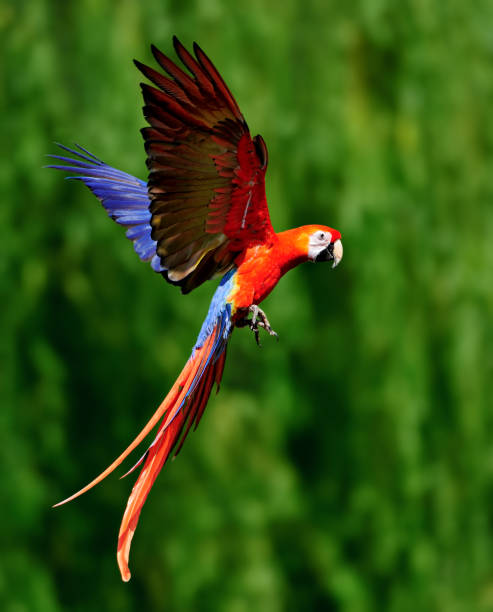 red scarlet macaw in flight A red scarlet macaw (Ara macao) in flight. scarlet macaw stock pictures, royalty-free photos & images