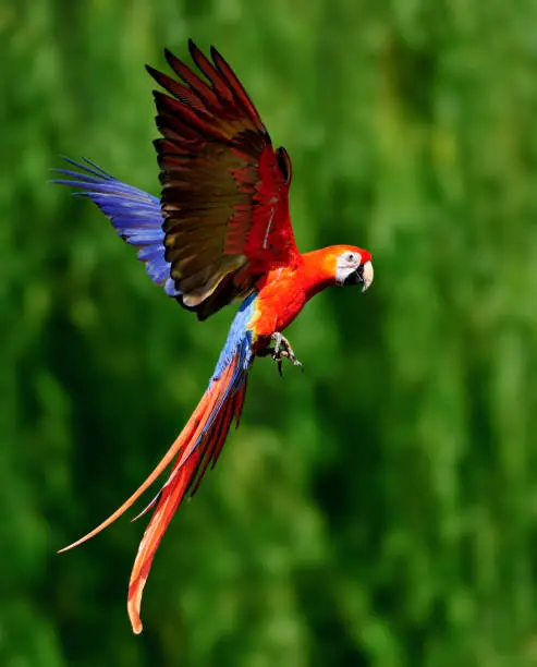 A red scarlet macaw (Ara macao) in flight.