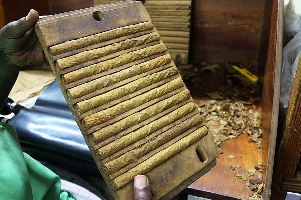 hand made cigars Woman making holding handmade freshly rolled cigars. cuban man smoking big cigar stock pictures, royalty-free photos & images