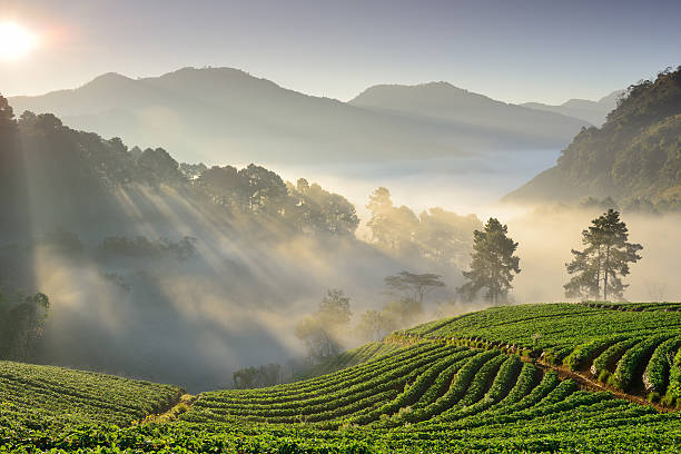 istock Strawberry Field - Stock Image 495764317