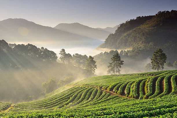 istock Strawberry Field - Stock Image 495764319