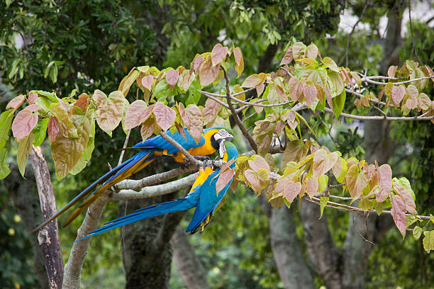 istock Macaw in Rio de Janeiro 495764874
