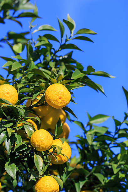 Yuzu: citrus junos é um tipo de japonês de cítricos - foto de acervo