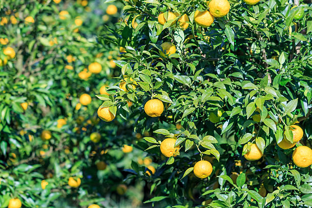 Yuzu: citrus junos jest rodzaju japoński owoce cytrusowe, – zdjęcie