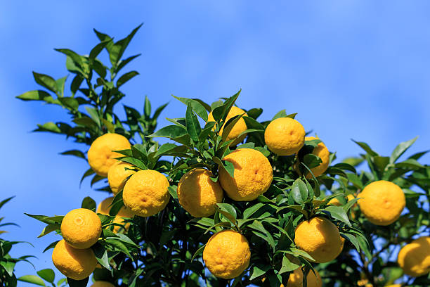 Yuzu: citrus junos é um tipo de japonês de cítricos - foto de acervo