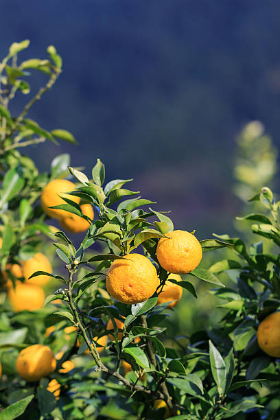 Yuzu: citrus junos é um tipo de japonês de cítricos - foto de acervo