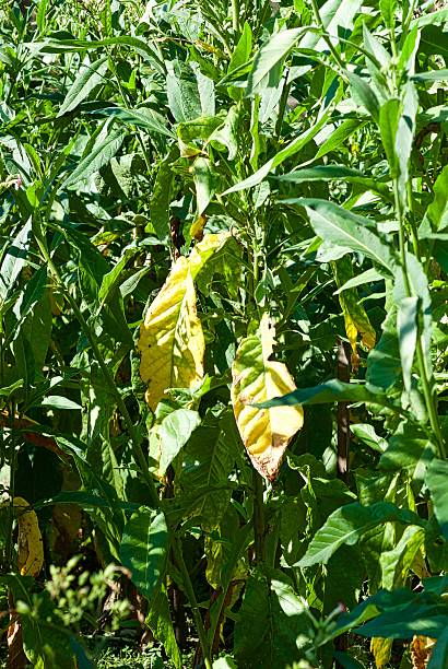 istock Tobacco Plants Ready for Harvest 495765748