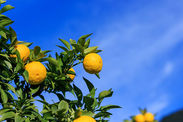 Yuzu: citrus junos é um tipo de japonês de cítricos - foto de acervo