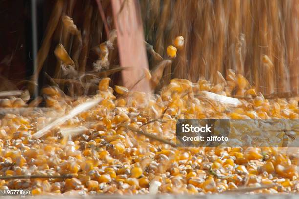 Foto de Grão De Milho e mais fotos de stock de 2015 - 2015, Agricultura, Amarelo